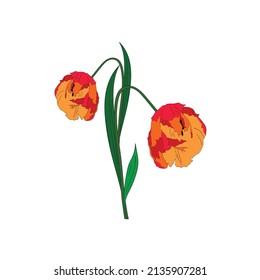 Tulip flower. Vector illustration. Floral design element. 