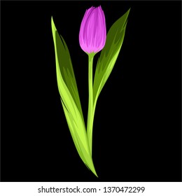 Tulip flower vector isolated on black background