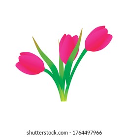 Tulip flower vector. Simple bouquet vector with spring garden blooming flowers illustration