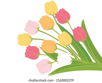 Ilustración vectorial de flor tulipán. Primavera y verano.