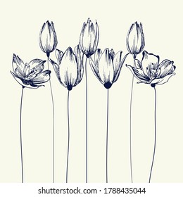 Tulip flowers background. Stylish floral card, hand drawn illustration for different events