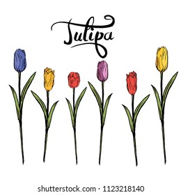 Tulip flowers. Beautifull vector. Nature.