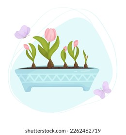 Tulip flowers and buds in a flowerpot with flying butterflies on an abstract background.Vector graphics.