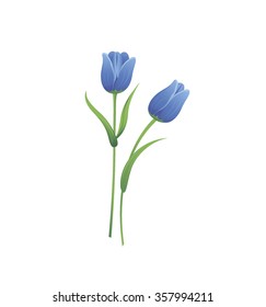 tulip flowers color blue on white background  vector illustration 