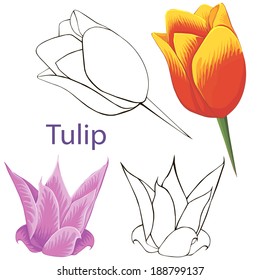 tulip flowers. contours of flowers on a white background.