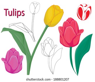 tulip flowers. contours of flowers on a white background.