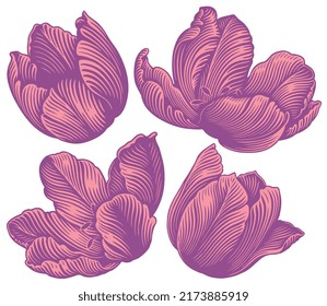 Tulip flowers. Design set. Editable hand drawn illustration. Vector vintage engraving. 8 EPS