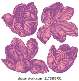Tulip flowers. Design set. Editable hand drawn illustration. Vector vintage engraving. 8 EPS
