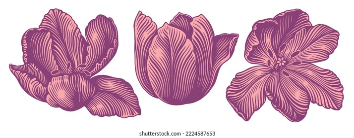 Tulip Flowers. Design set. Editable hand drawn illustration. Vector vintage engraving. Isolated on white background. 8 eps