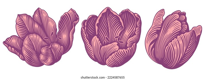 Tulip Flowers. Design set. Editable hand drawn illustration. Vector vintage engraving. Isolated on white background. 8 eps