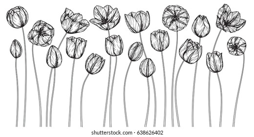 Tulip flowers drawn and sketch with line-art on white backgrounds.