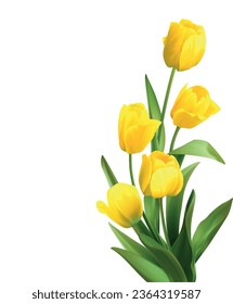 Tulip flowers for free vector