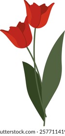 Tulip Flowers Handdrawn Vector Illustration