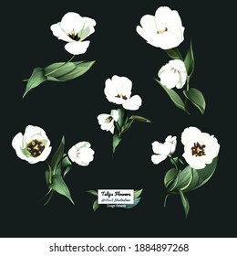 Tulip flowers. Illustration of five elements. Watercolor. Objects for fabric, textile and other prints. Pure vector style.