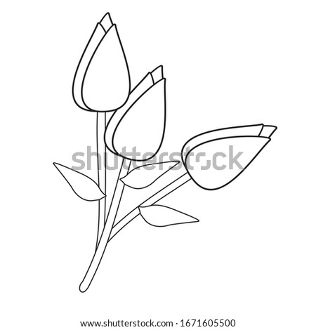 Tulip Flowers Illustration isolated on white background