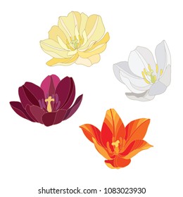 Tulip flowers isolated on white background