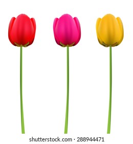 Tulip flowers isolated on white background. Vector illustration