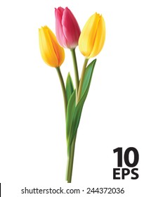 Tulip Flowers Isolated. Vector Illustration