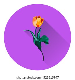 Tulip flowers isolated. Vector illustration