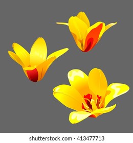 Tulip flowers isolated. Tulip flowers without stem. Vector illustration.