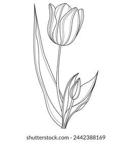 Tulip flowers. Linear flowers. Botany. Abstract linear flower. Vector illustration of a tulip