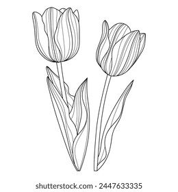 Tulip flowers. Linear flowers. Botany. Abstract linear flower. Vector illustration of a tulip. Flower sketches for tattooing. Floral coloring page