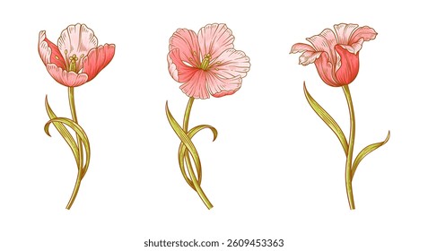 Tulip flowers set. Beautiful spring pink blooms for Easter, Mother Day or Canadian Tulip Festival decor. Drawing vintage elements for design. Vector illustration