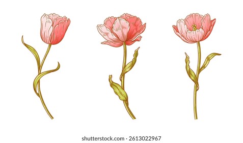 Tulip flowers set. Beautiful spring pink cute blooms for Easter, Mother Day or Canadian Tulip Festival decor. Drawing vintage elements for design. Vector illustration