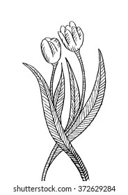 Tulip flowers sketch. 