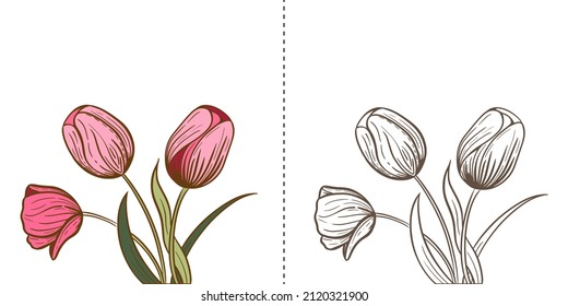 Tulip Flowers Sketch illustration in to Variations, colored and monochrome