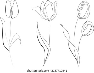 Tulip flowers vector line art set. Abstract floral hand drawing outline tulips isolated on white background. Set of tulips one line art black and white. Tulip flower graphic sketch illustration