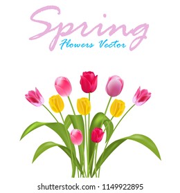 Tulip fower Background and Spring. Vector Illustration