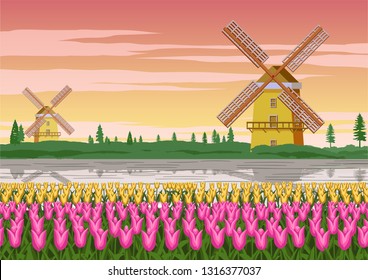 tulip garden,famous symbol of Holland and wind mill around with beautiful nature,vintage color,vector illustration
