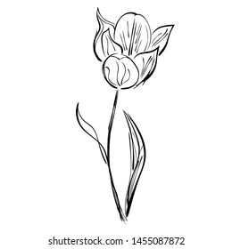 Tulip. Graphic image for a logo, postcards, advertising.