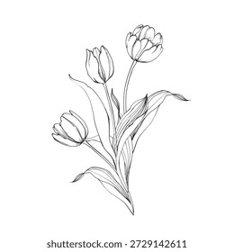 Tulip graphic vector illustration, hand-drawn in ink. Black and white sketch of a flower with a bud and leaves. Isolated object for designing cards, labels, and packaging.