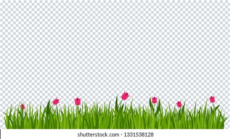 Tulip and a green grass border on on transparent background. Template for summer cards for birthday and holidays. Flat vector cartoon illustration.