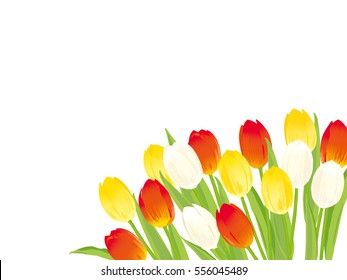 Tulip with green leaves illustration
