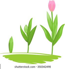 Tulip growth stage