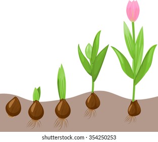Tulip growth stage