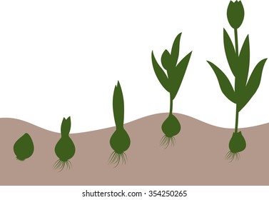 Tulip growth stage
