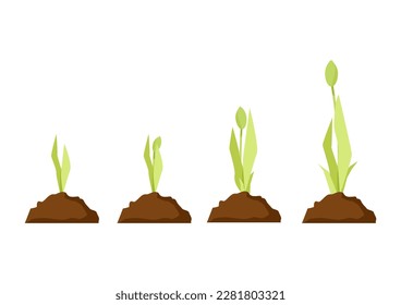 Tulip growth stages in the ground from a sprout