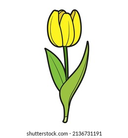 Tulip half closed flower color variation for coloring book isolated on white background