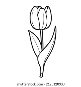 Tulip half closed flower coloring book linear drawing isolated on white background