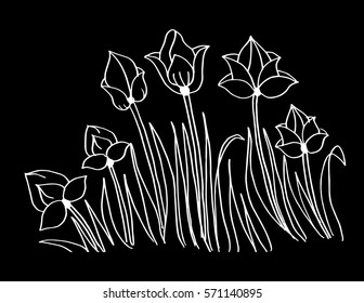 Tulip hand drawing illustration.