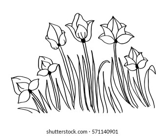 Tulip hand drawing illustration.