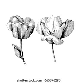 Tulip Hand drawn botanical art isolated on white background. Floral illustration. Flowers drawing vector illustration and line art.