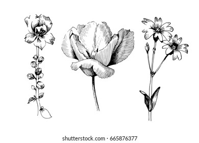 Tulip hand drawn botanical art isolated on white background. Floral illustration. Flowers drawing vector illustration and line art. 