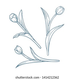 Tulip. Hand drawn engraving style tulips set. Tulip sketch drawing. 