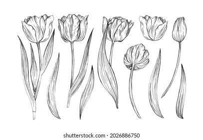 Tulip hand drawn illustrations line art flowers
