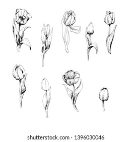 Tulip is a hand drawn set of Tulip branches. Sketch. 9 flowers isolated on white background. Vintage vector illustration.
